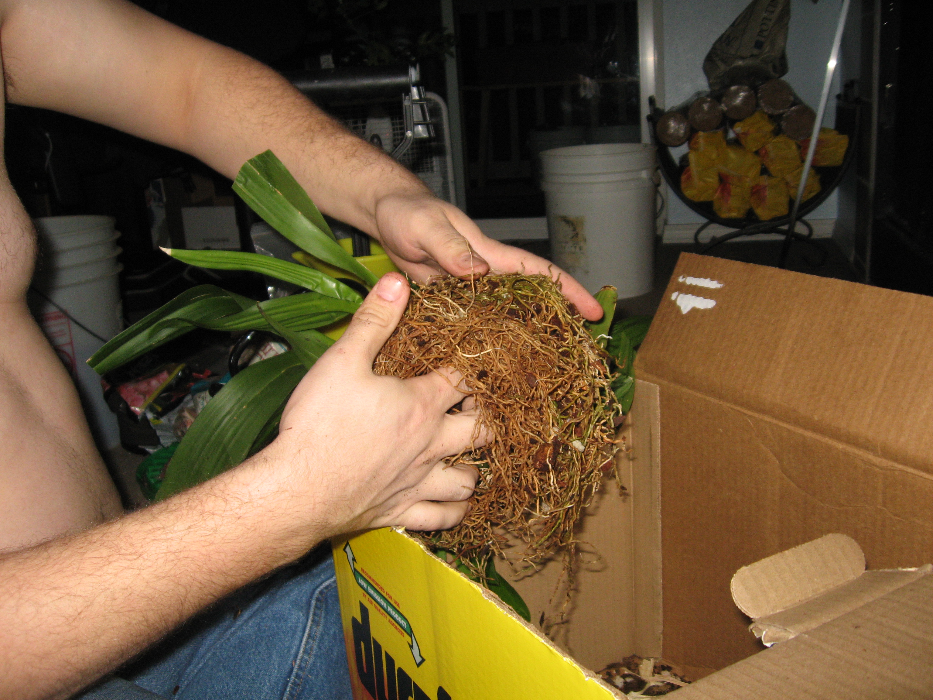 Repotting an Orchid Cleaning up the Roots